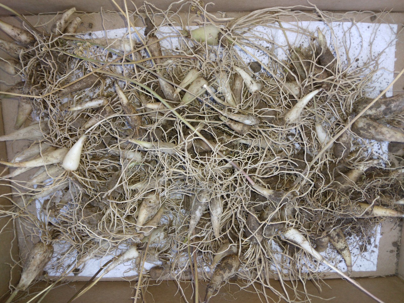 10 Bare root wild leek bulbs (ramps) for planting