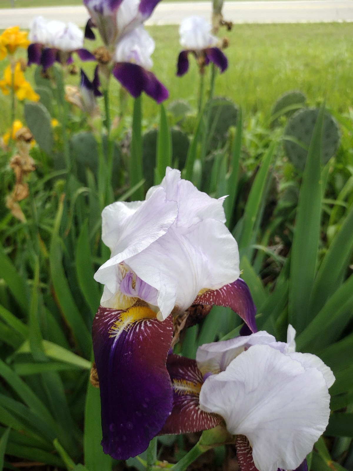 6x MIXED VARIETIES/COLORS BEARDED IRIS Bulbs/Rhizomes FRESH~FREE SHIPPING~