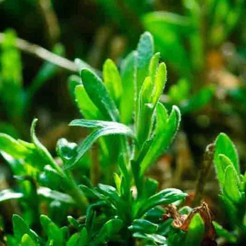 2000+ TARRAGON SEEDS SPRING PERENNIAL HERB FLOWER GARDEN ANISE NON-GMO HEIRLOOM