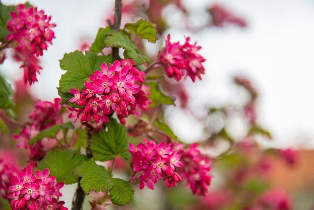 red flowering currant 500 seeds, tasty edible berries ribes sanguineum