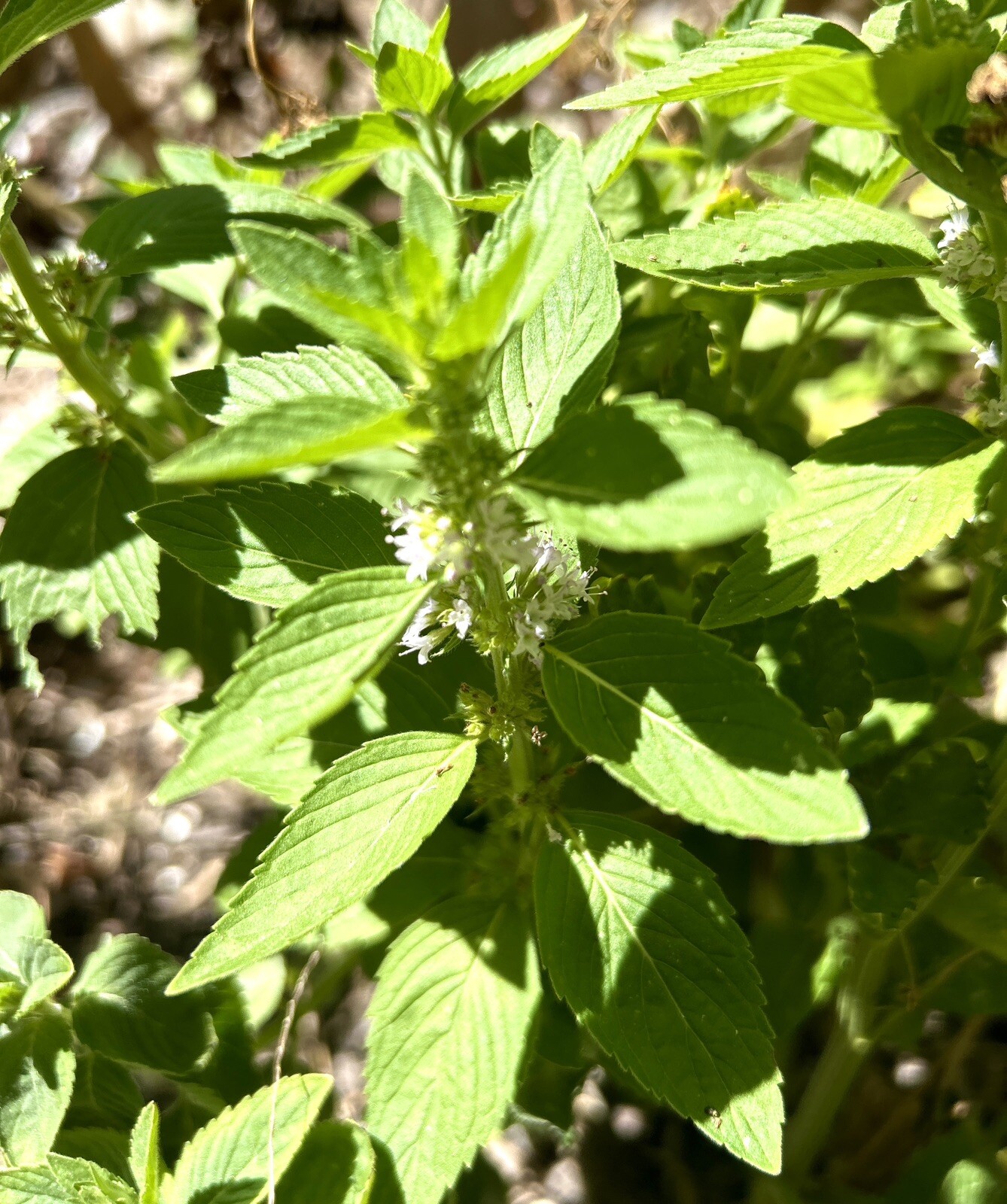 Corn Mint, Field Mint, Mentha Arvensis – 10 Bare Root Plants – USA