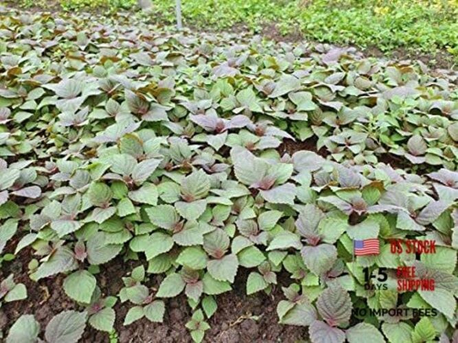 2000 Vietnamese Perilla Seeds – La Tia to – AKA. Shiso Seeds, Perilla