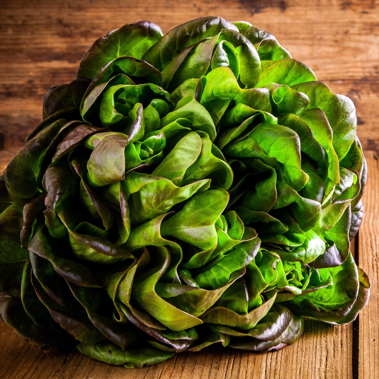 800+ BRONZE MIGNONETTE BUTTERHEAD LETTUCE SEEDS FRESH HARVEST FOR GARDENS