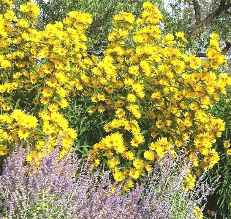 101+MAXIMILIAN Prairie SUNFLOWER Seeds Native Wildflower Heat Cold Drought Fence