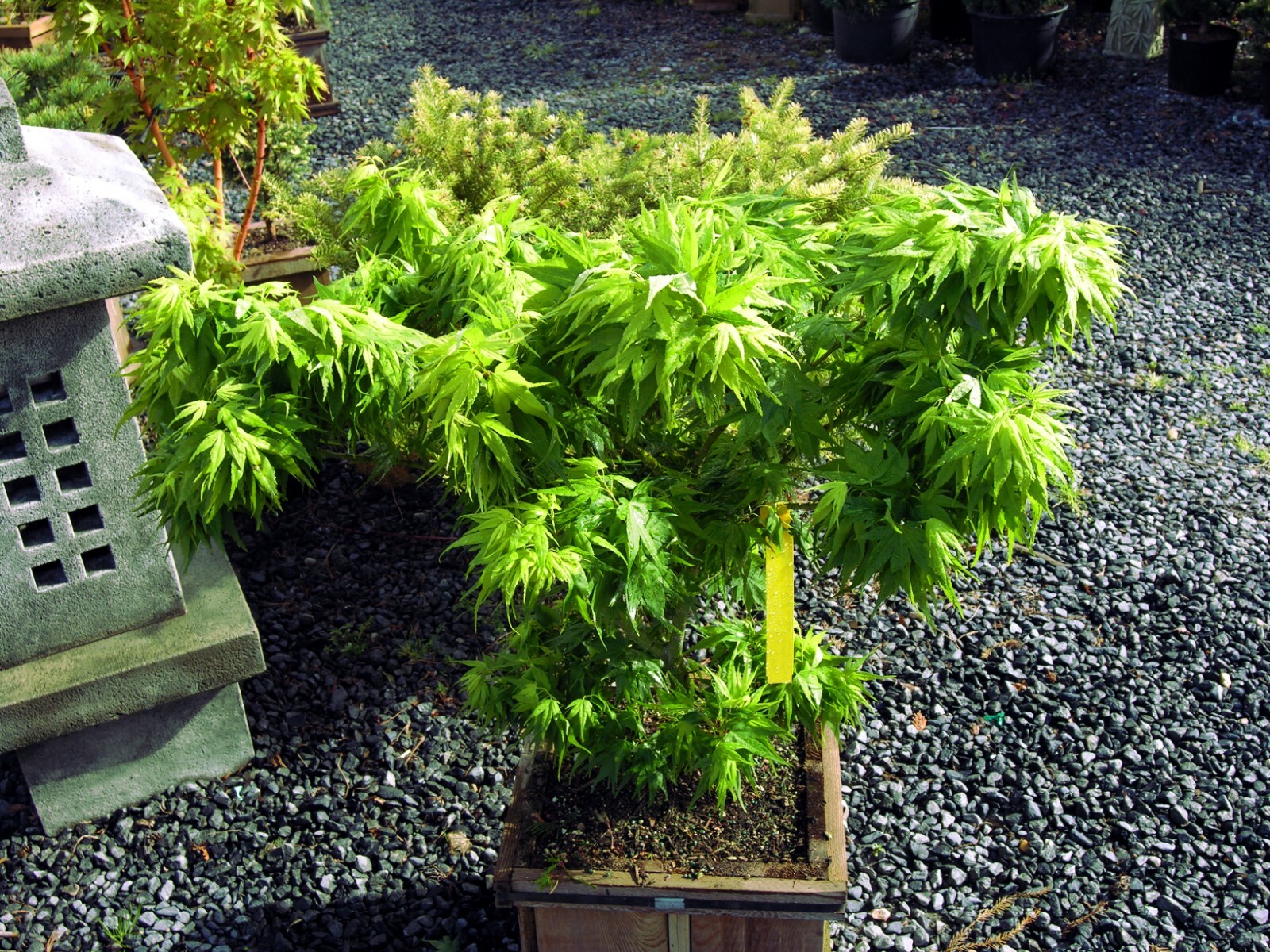 10 “DWARF” Japanese Maple Tree Seeds (Mikawa yatsubusa) UNIQUE Hemp Herb Bonsai