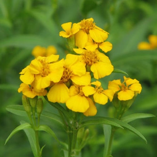100 MEXICAN MINT MOSQUITO INSECT REPELLENT SEEDS MARIGOLD HERB MEDICINAL NON-GMO