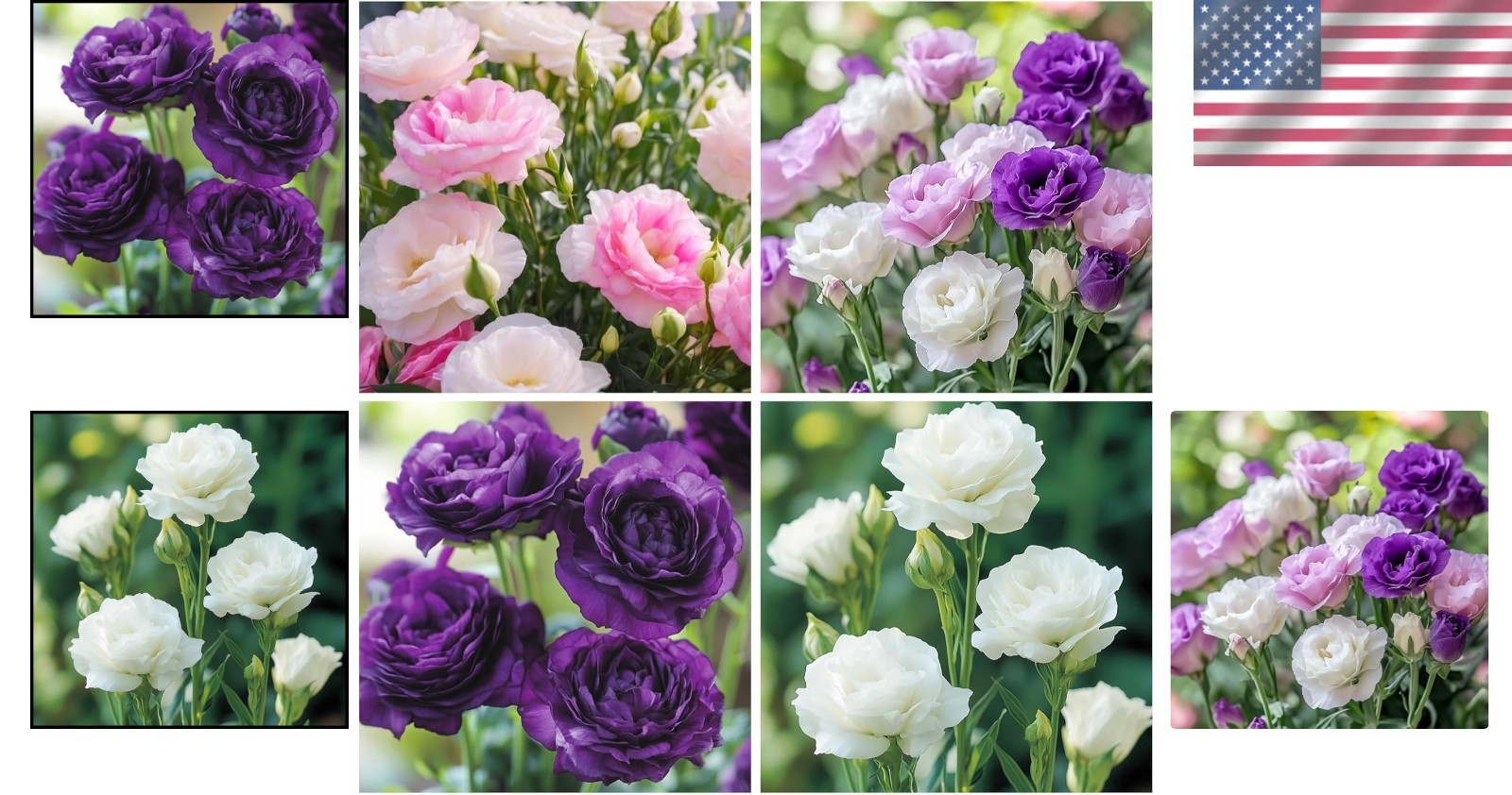 Vibrant 300+ Mixed Lisianthus Flower Seeds – Attract Pollinators & Beautify G…