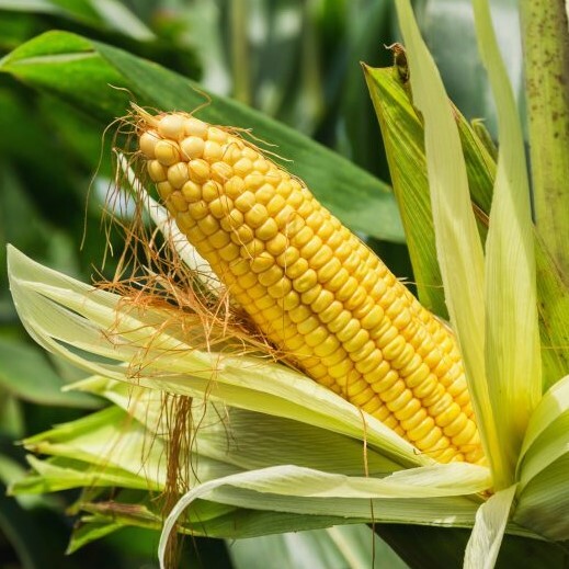 Incredible Sweet Corn Seeds | Untreated NonGMO Golden Yellow Hybrid SE Seed 2024
