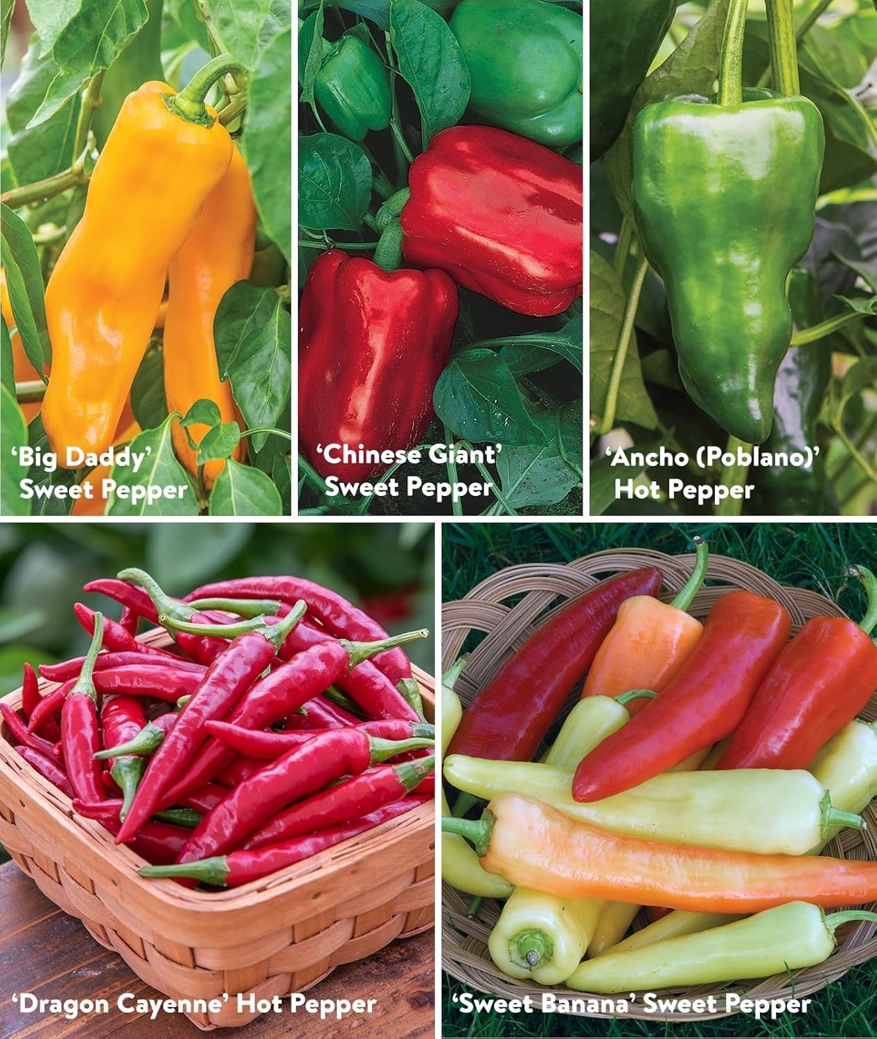 Expertly Handpicked Best 10 Non-GMO Pepper Seeds for Flavorful Harvests