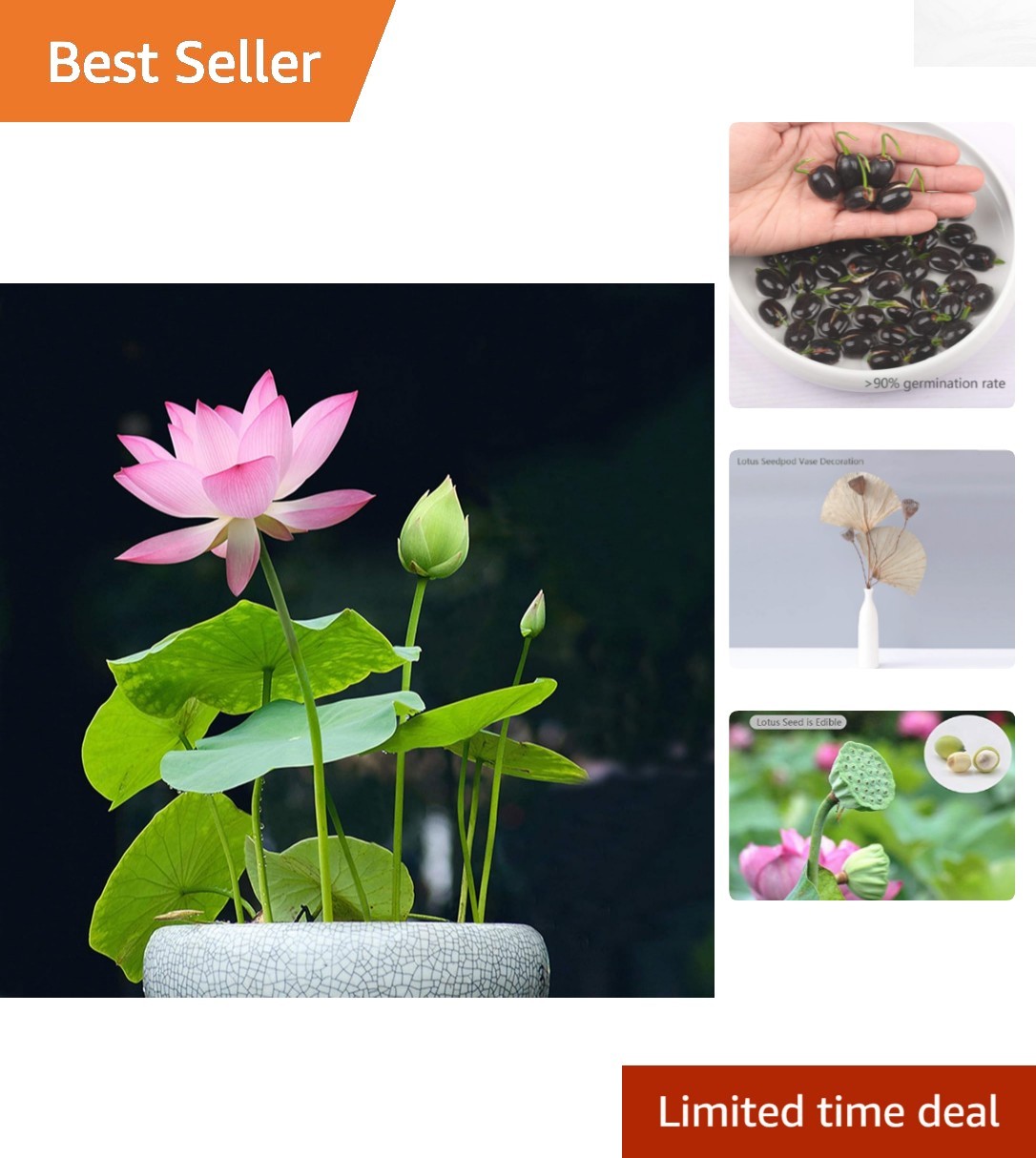 Aquatic Lotus Flower Seeds for Home & Garden – Purifies Water & Air, 12 Count