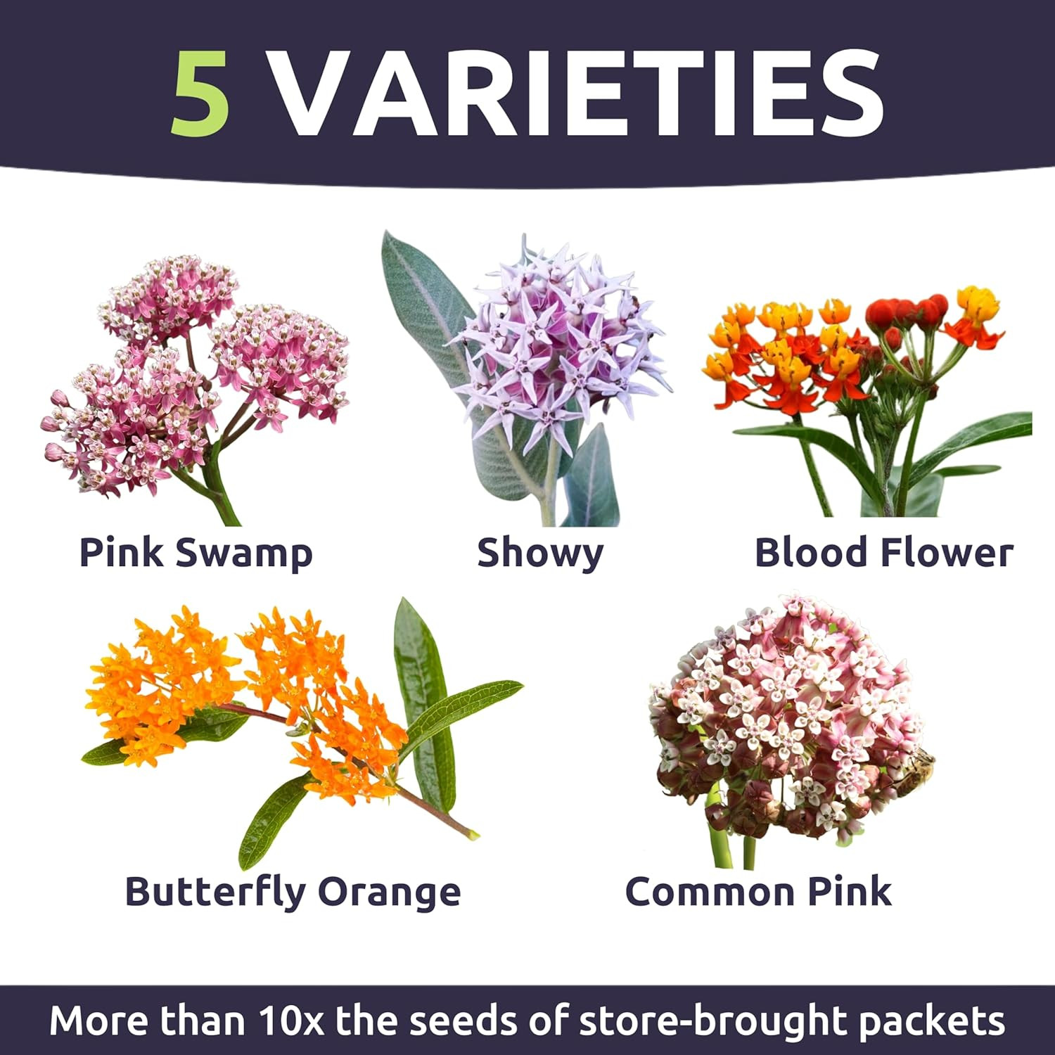 Milkweed Seed Variety Pack | 5 Individual Packs – 2025 Season – Showy, Pink Swam