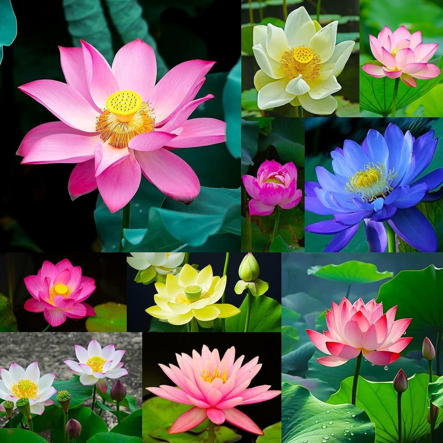 Unique Lotus Flower Seeds Pack – 300pcs with Planting Guide