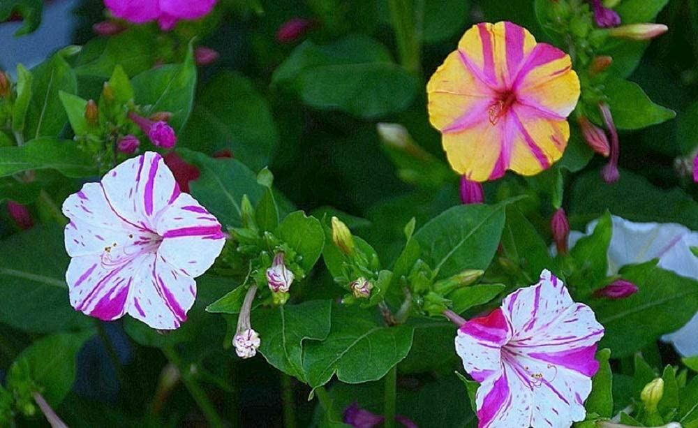 Four O’Clock Marvel of Peru Flower Seeds ,”COOL BEANS N SPROUTS” Brand.
