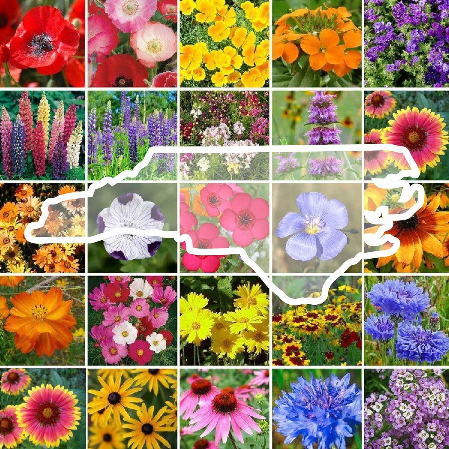 North Carolina Wildflower Mixed Seeds for Planting, 1/4 Lb