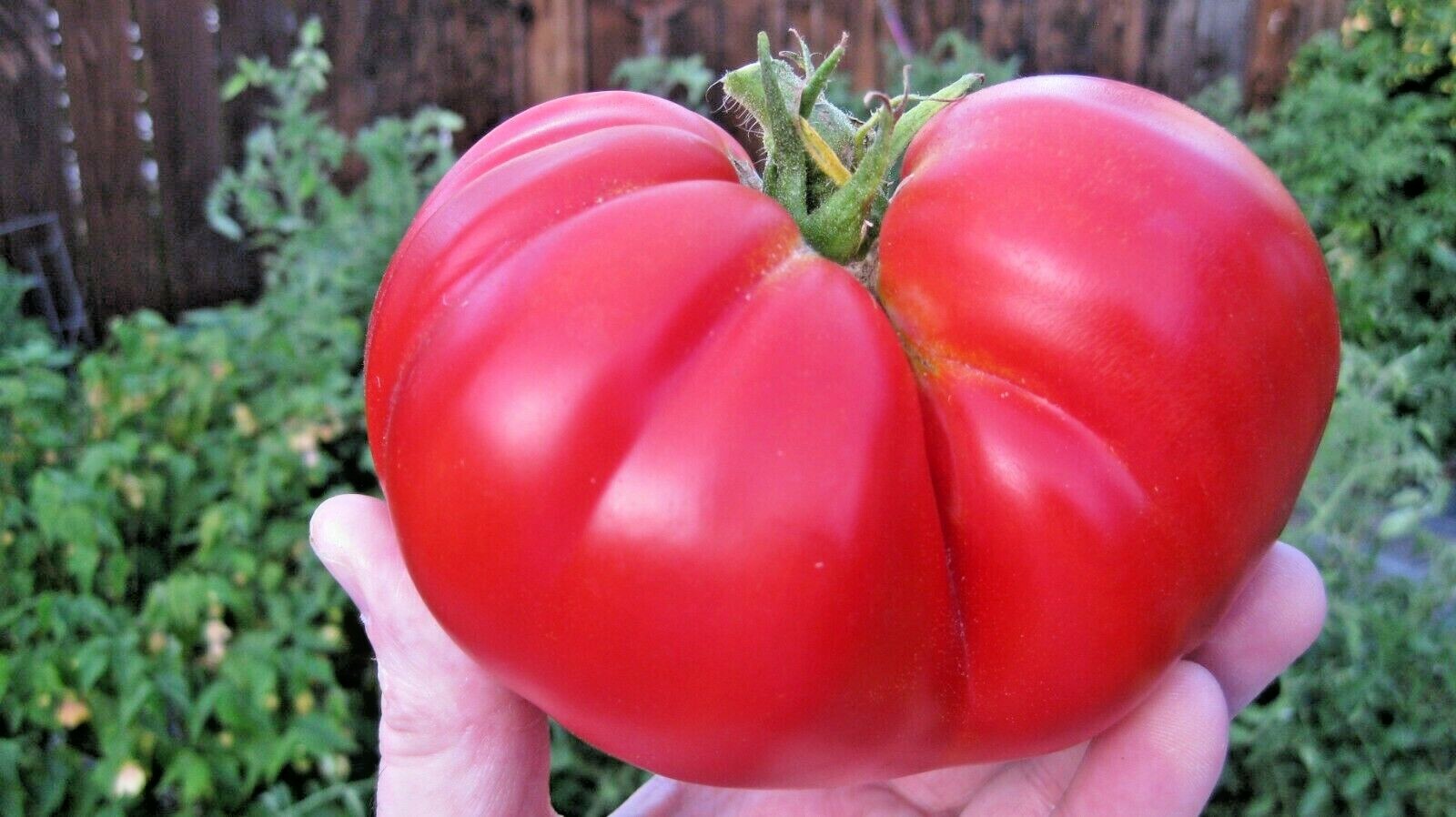 150+BEEFSTEAK TOMATO Seeds Organic Native Vegetable Summer Garden Container Easy