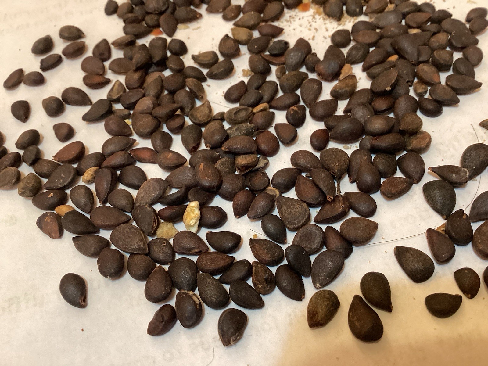 Callery Pear Tree Seeds (PYRUS CALLERYANA)