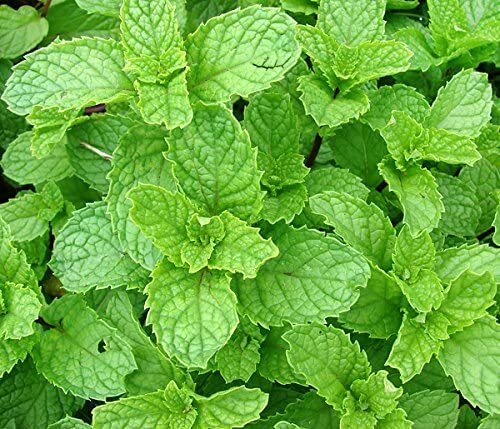 mint, SPEARMINT SPEAR, sweet herb spice 215 seeds! GroCo made in US USA