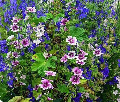 ZEBRA MALLOW 100 SEEDS, WHITE w/PURPLE, ZEBRA STRIPED FLOWERS, MALVA SYLVESTRIS