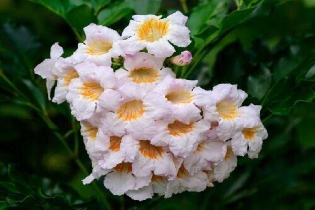 China Doll Plant Radermachera Sinica Seeds Free Shipping!