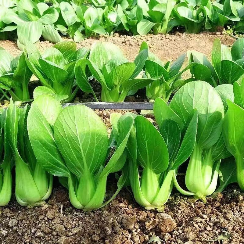 1000pcs ‘All Year Round’ Chinese Cabbage Seeds – Heirloom & Organic, Non-GMO.