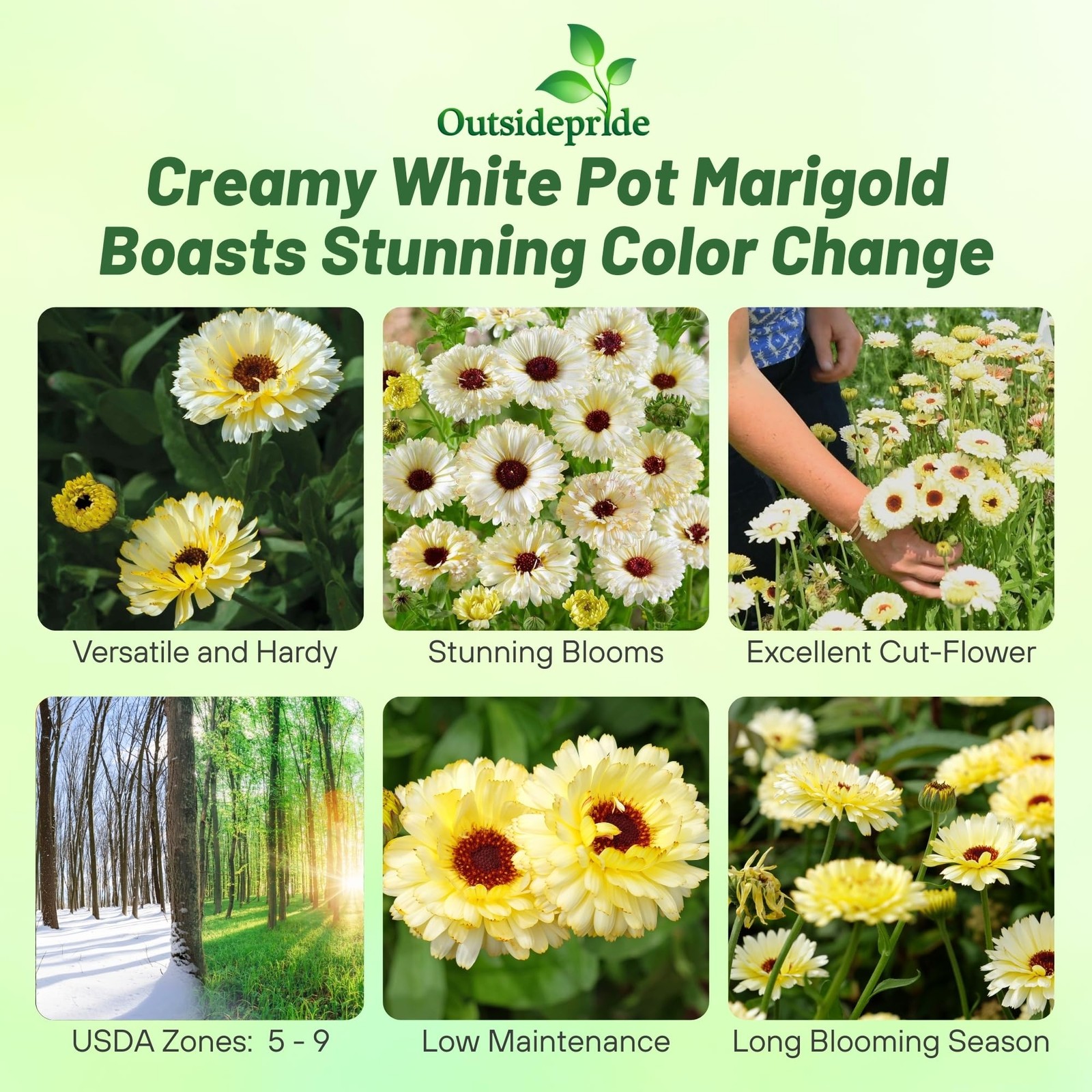 100 Seeds English or Pot Marigold Calendula Snow Princess Flower Seeds