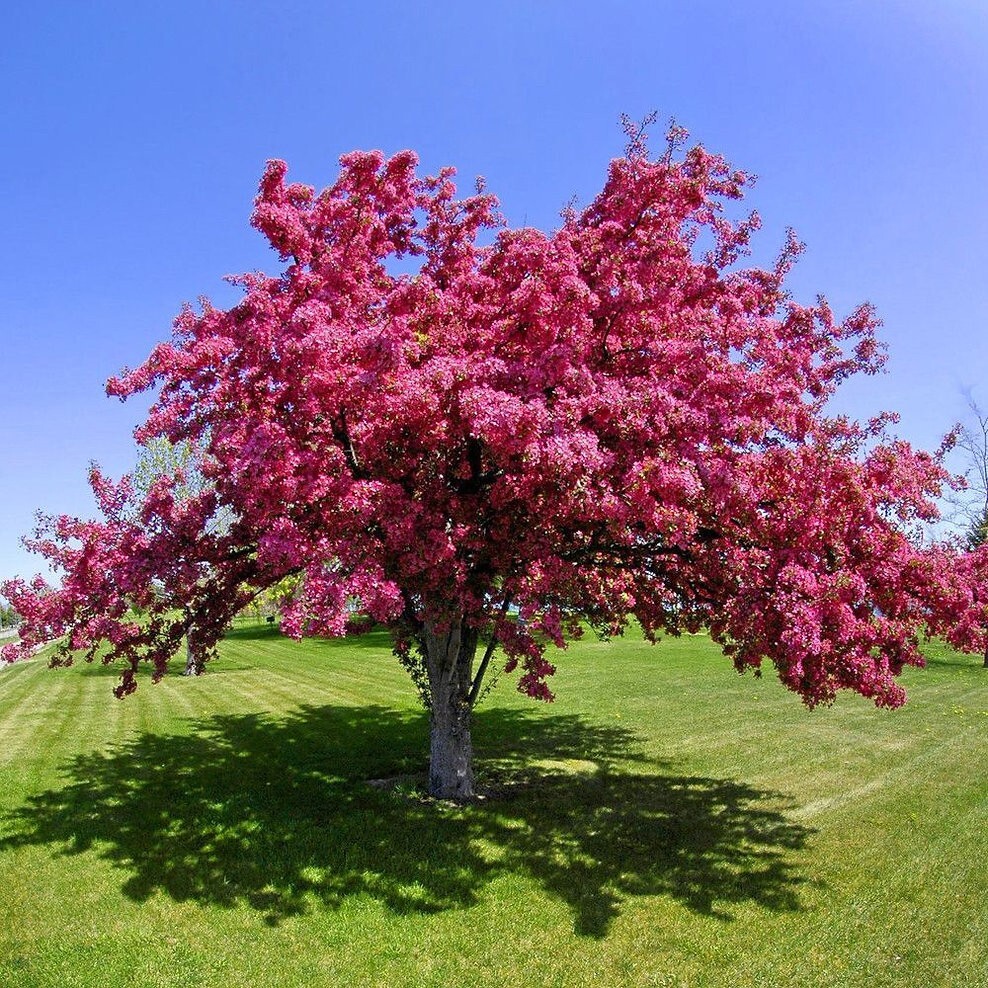 French Wild Apple Tree | Premium Seeds | Malus sylvestris ‘Fall’ | Plants’®