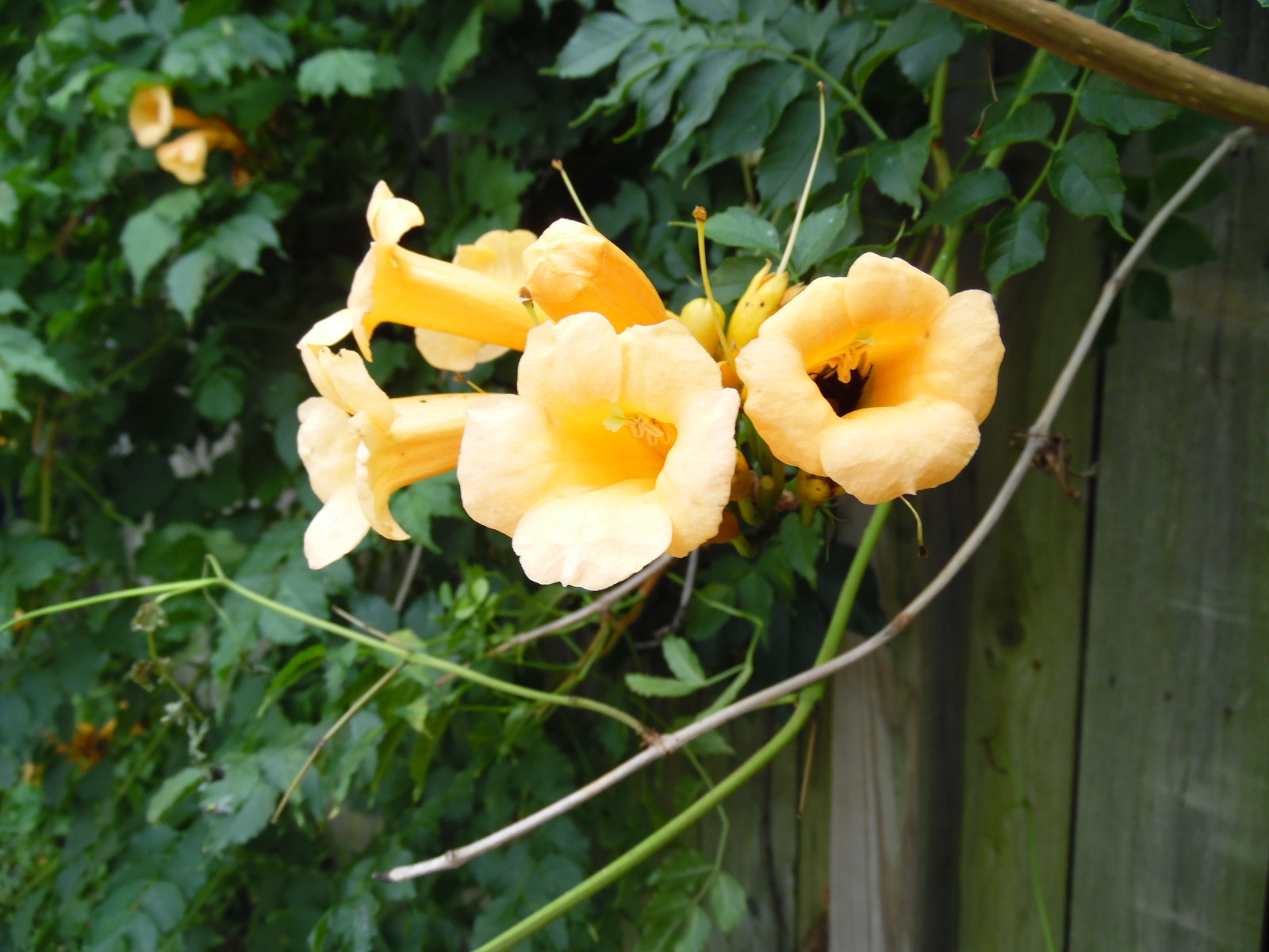 YELLOW Hummingbird Trumpet Vine Seeds! HARDY! Hummingbirds Love It!
