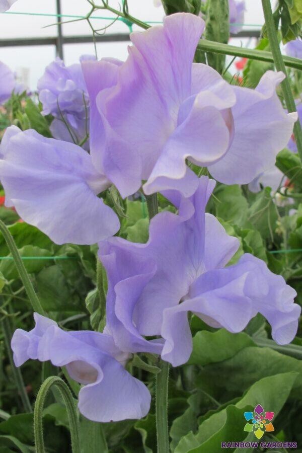 50+ Charlie’s Angel Sweet Pea Seeds for Garden Planting – USA – FREE SHIPPING!