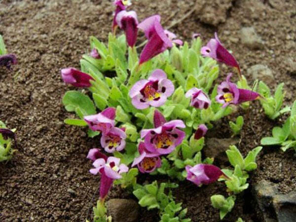 Mimulus tricolor | Monkey Flower | 20 Seeds