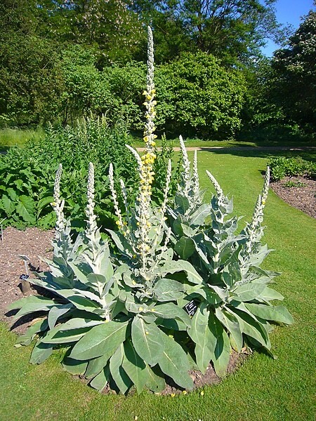 Mullein SEEDS (Verbascum Thapsus) FREE SHIPPING Medicinal Dried Herb USA