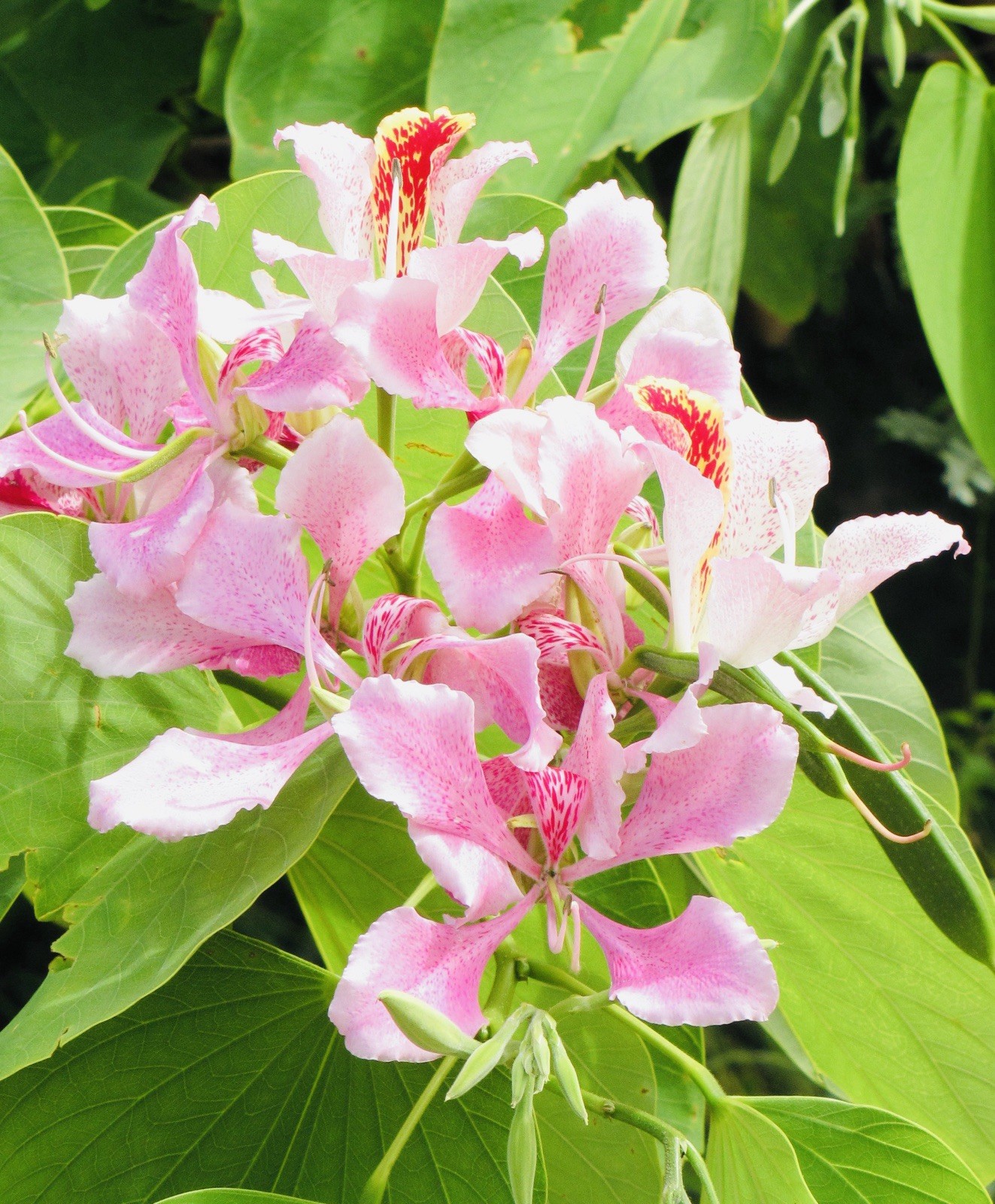 HAWAII GROWN Pink Orchid Tree Seeds 5 Bauhinia Monandra Butterfly Tree starter