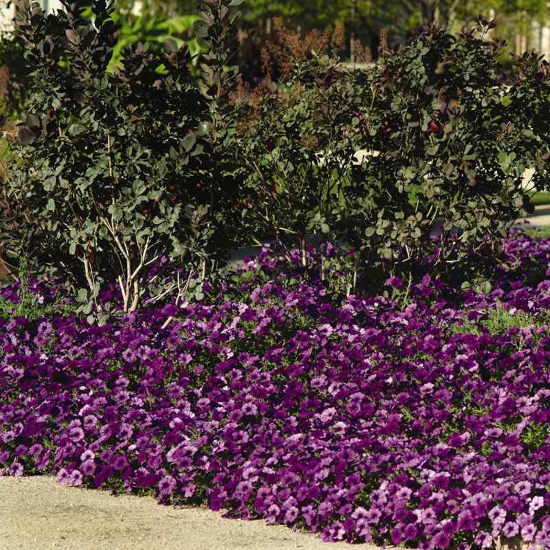 30 Seeds Blue Easy Wave Spreading Petunia Flower Seeds
