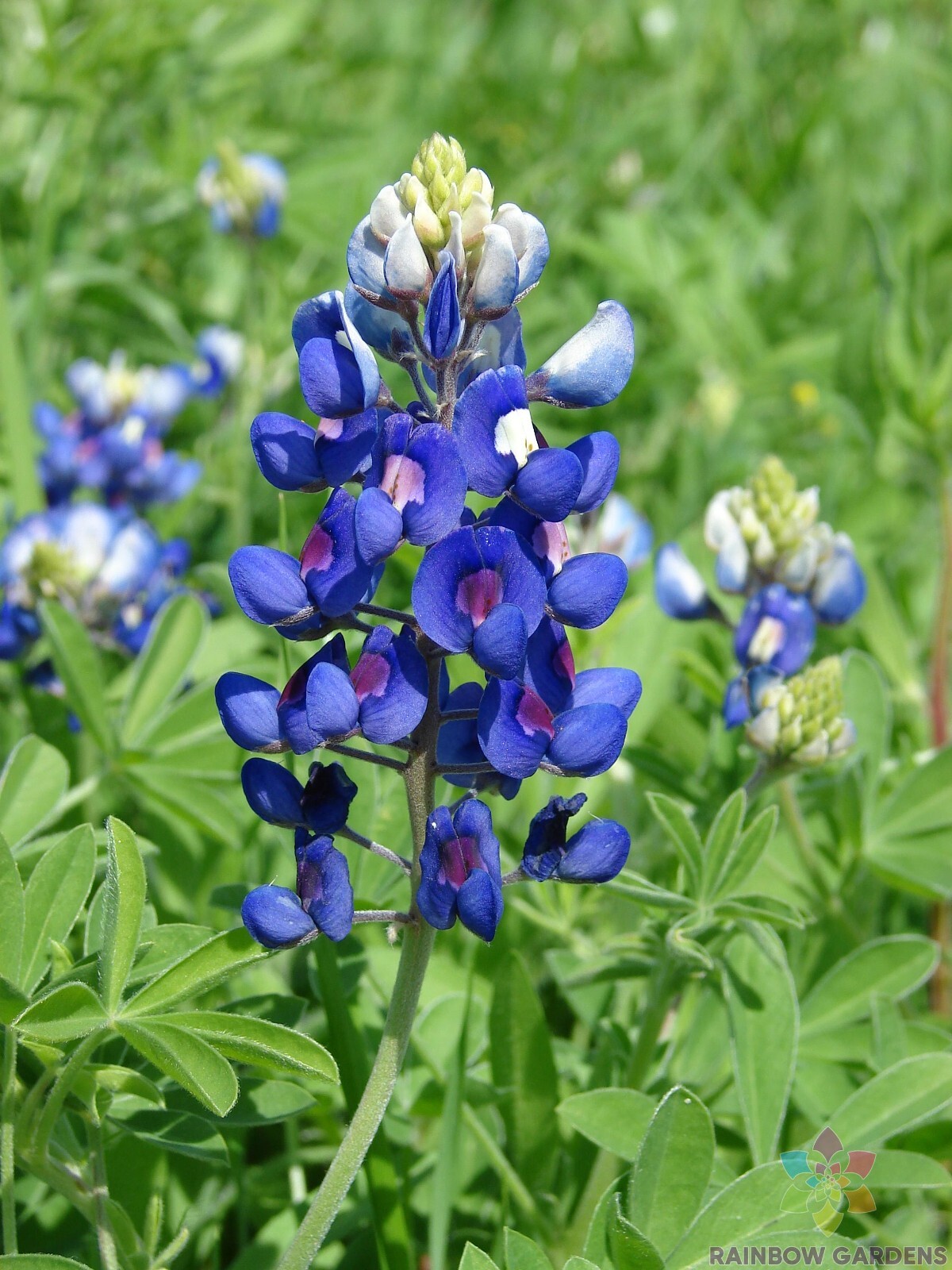 25+ Texas Bluebonnet Lupine Seeds for Garden Planting – USA – FREE SHIPPING!