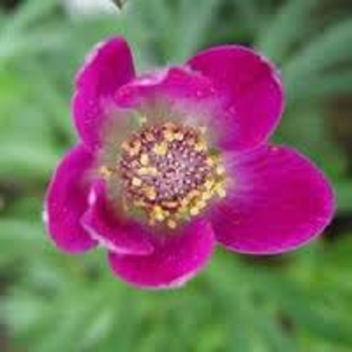 30+ Anemone Deep Rose Flower Seeds / Perennial