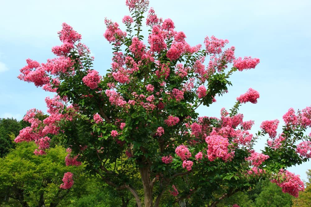 Crape Myrtle Bonsai Tree Seeds – 50 Seeds – Beautiful Flowering Tree – Crape Myr