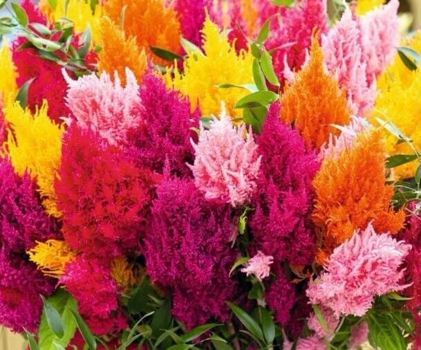 Mixed Celosia Pampas Plume Tall (300+ Seeds)
