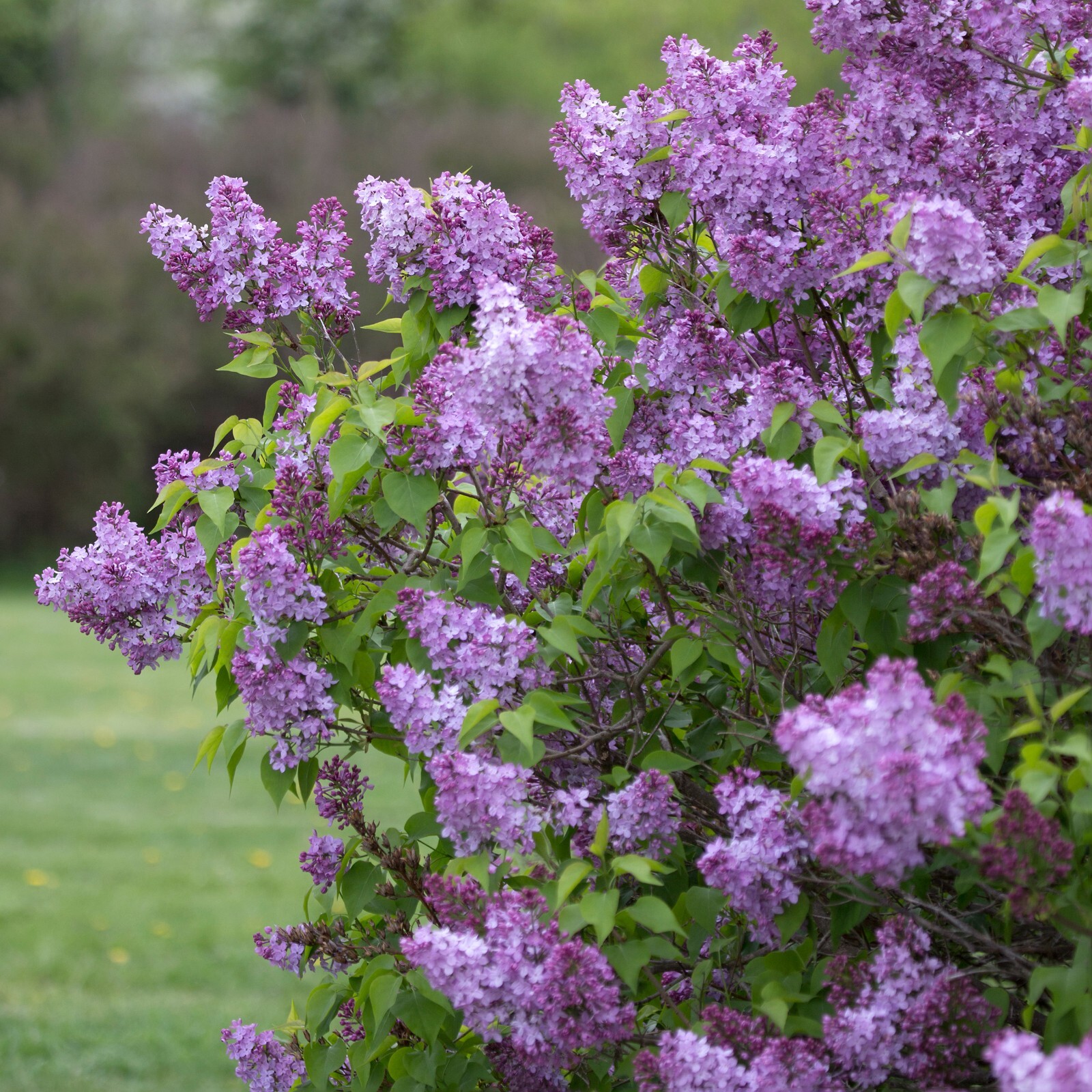 Garden State Bulb Common Purple Lilac Shrub, Bare Root, Spring Planting