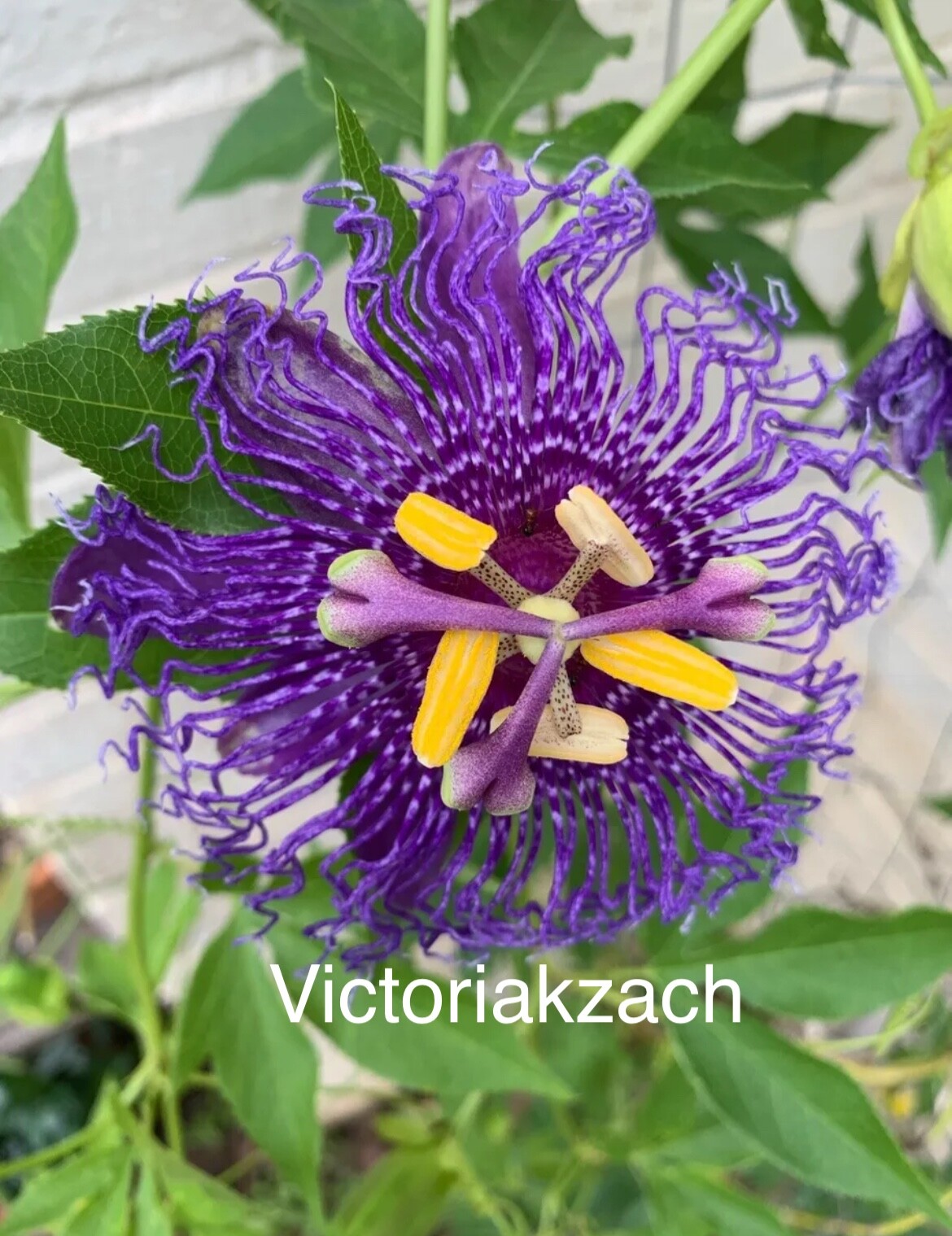 Purple Passion Flower Seeds Passiflora Passionfruit Organic TX USA Lilikoi Vine