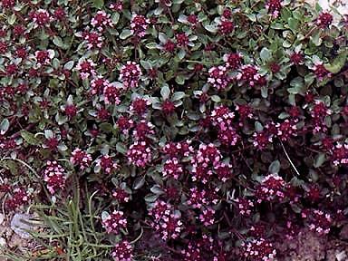 Thymus pulegioides 10,000 seeds