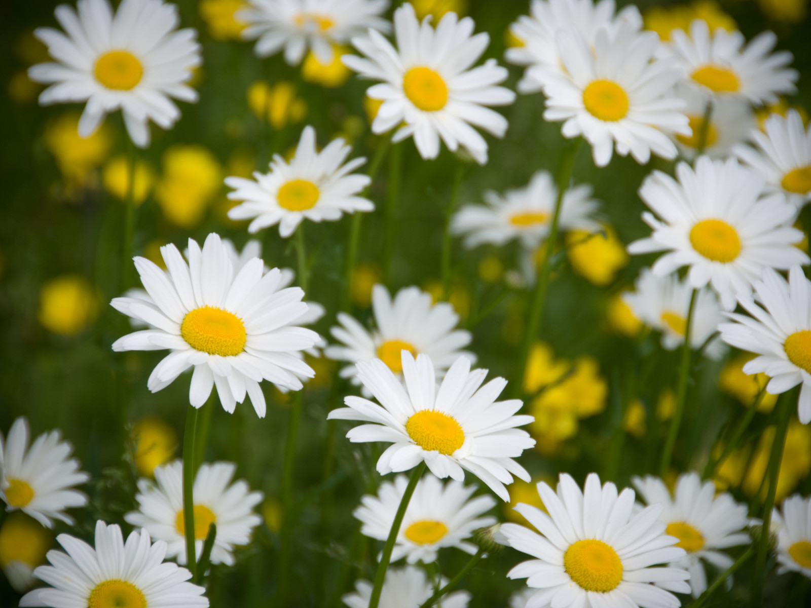 100 Seeds| Shasta Daisy Seeds #N009