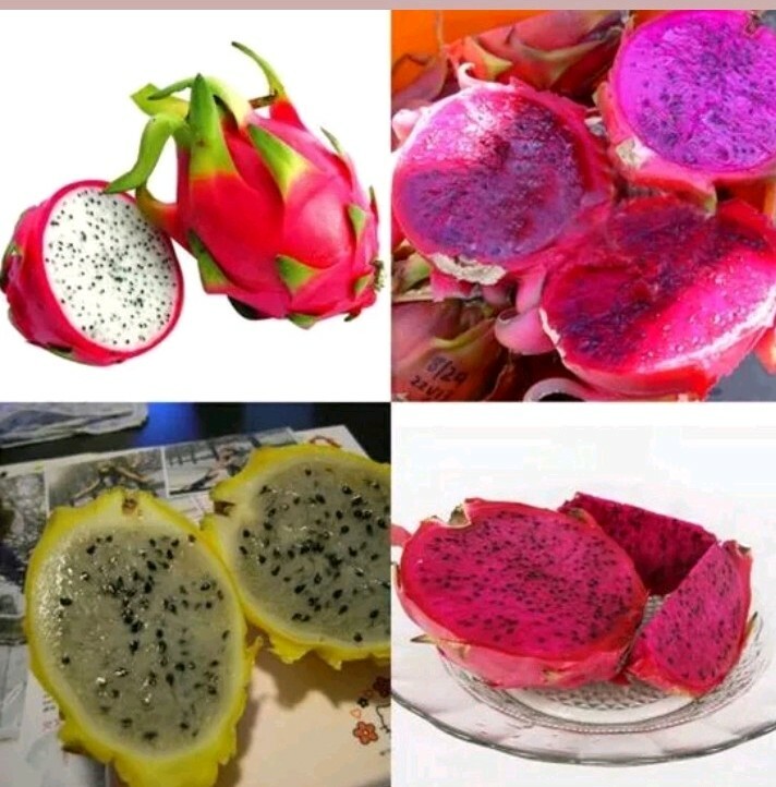 40 Dragon Fruit seeds( 10 Red, 10 purple, 10 Yellow, 10 White) individual packag