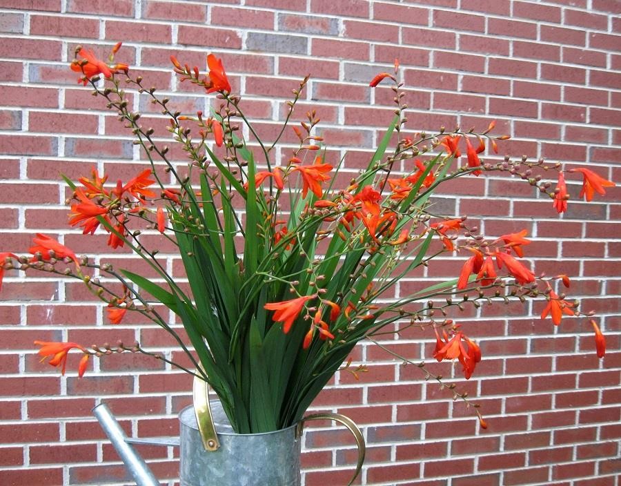50 Crocosmia Corms Bulbs Plants Orange Red ~ Hummingbirds Love Them!