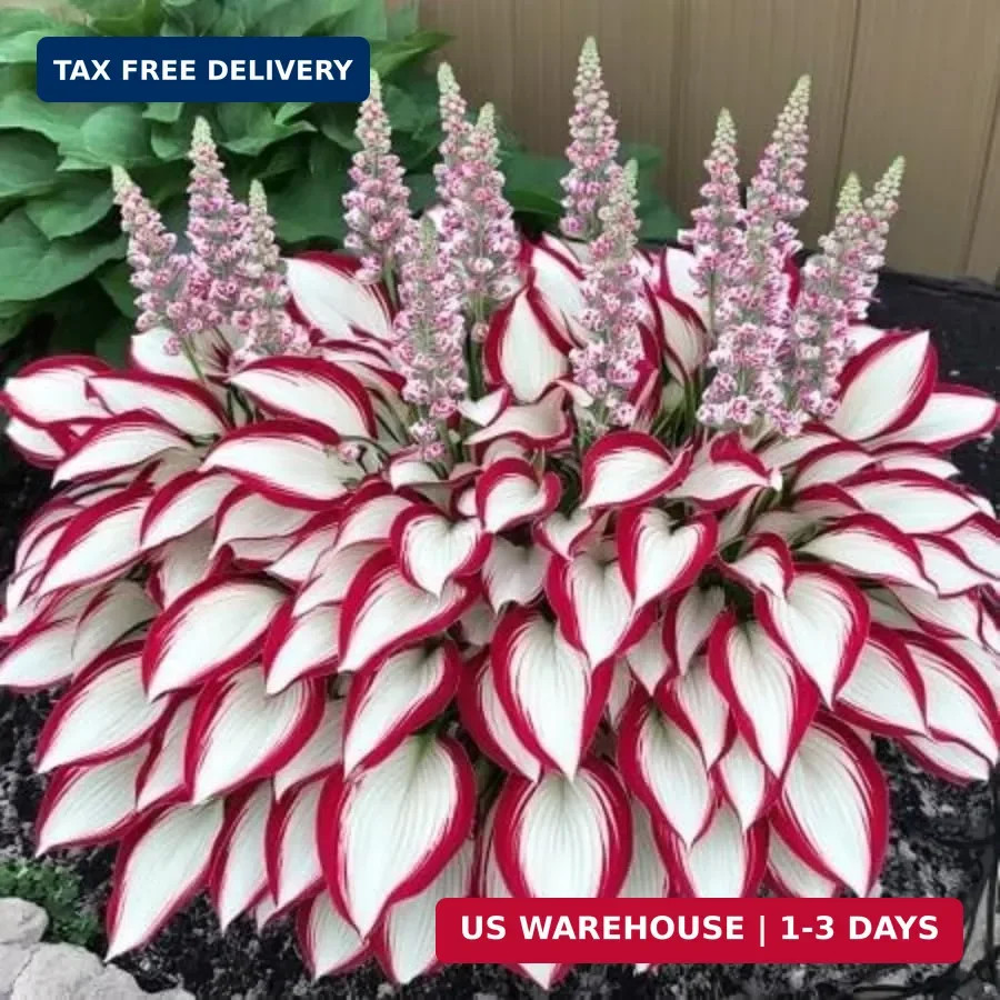 Hosta Seeds, 160+ Non-GMO Heirloom Shade Plants, Hardy Perennial Garden Foliage