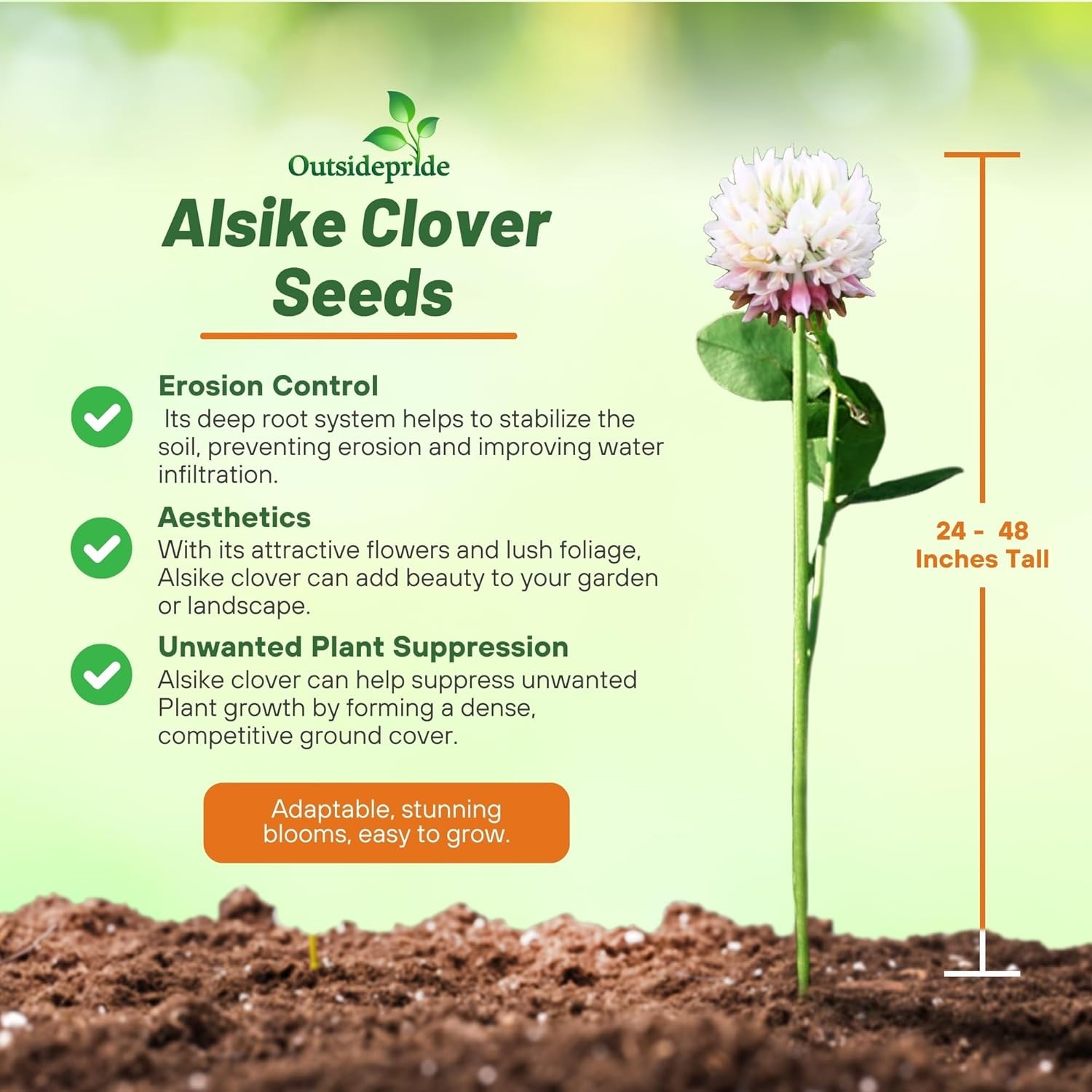 10 LBS – Inoculated Alsike Clover Seed From Outsidepride – Trifolium Hybridum