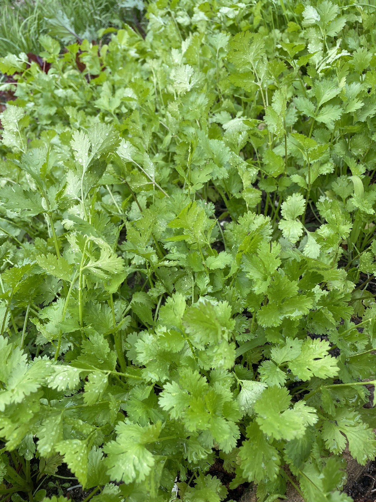 600 Cilantro Seeds fresh 2024 summer 芫荽、香菜、胡荽、香荽