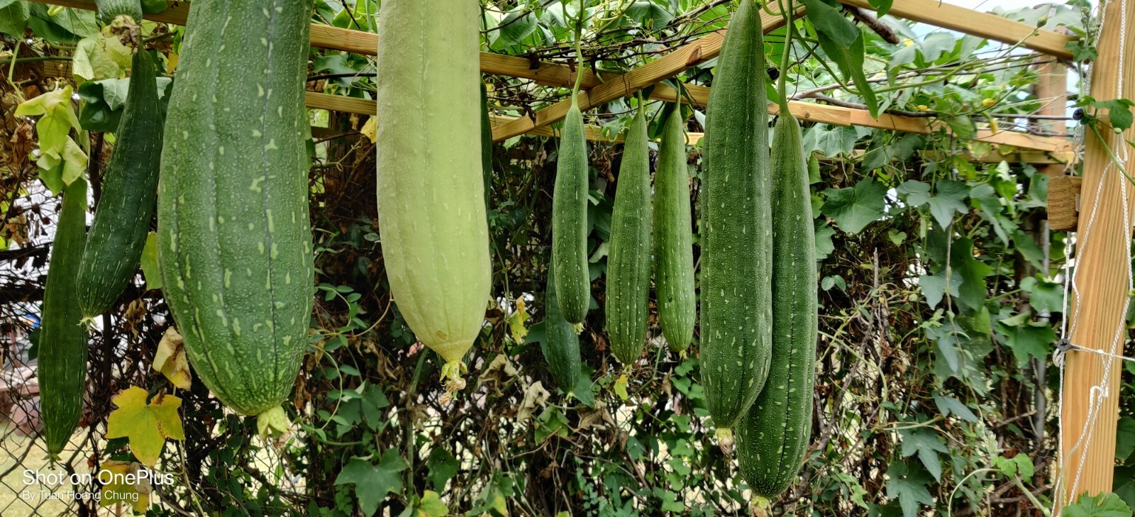 50 Luffa Gourd, Sponge Gourd Seeds / Mướp Hương for 2024 season. US seller