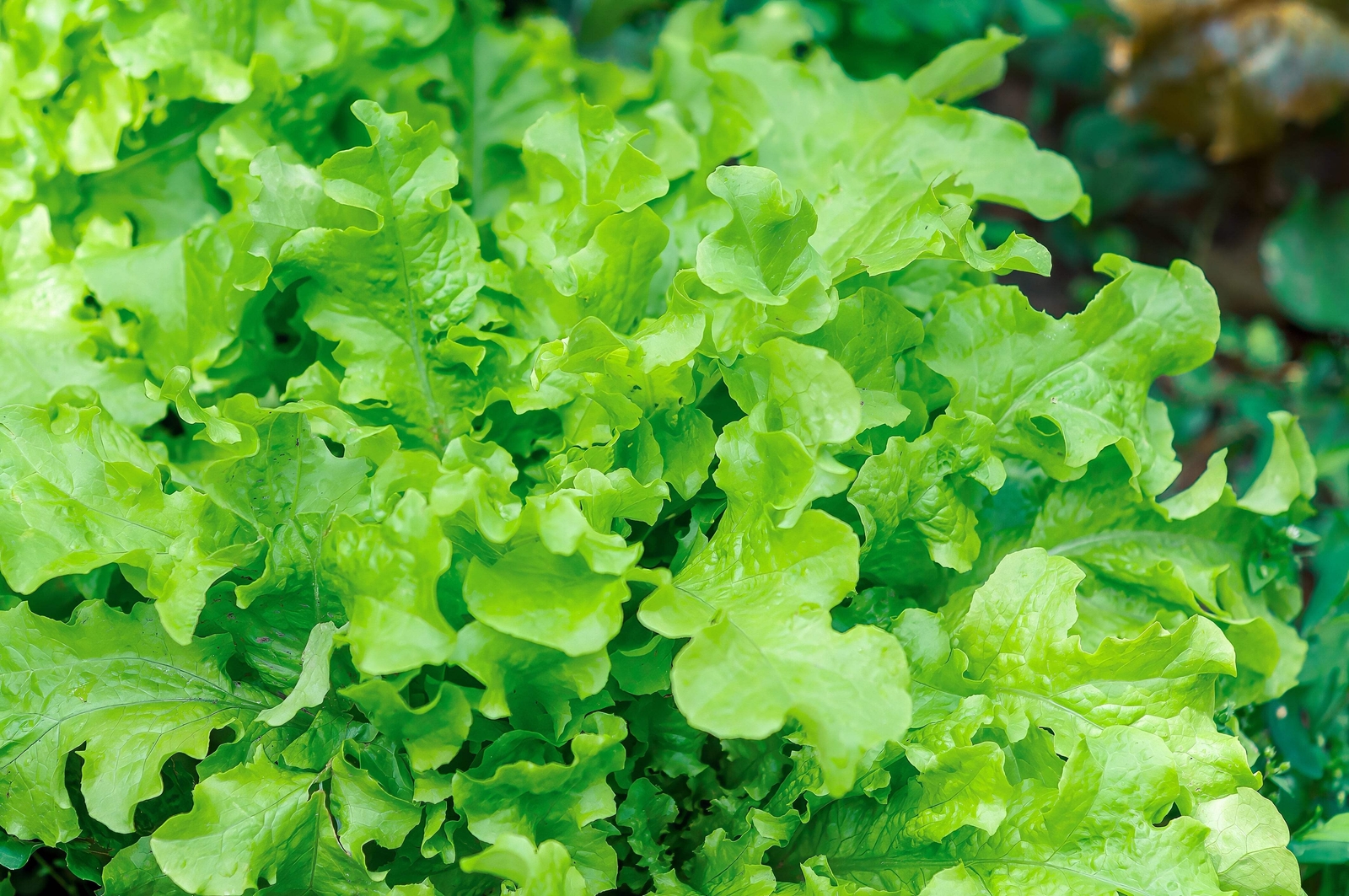 3000 OAK LEAF LETTUCE Lactuca Sativa Vegetable Seeds