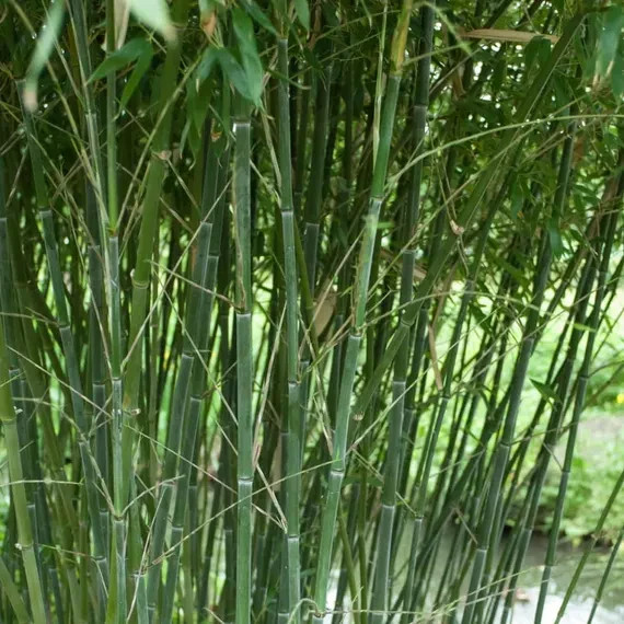 500 Bissetii Bamboo Seeds | Privacy Climbing Garden Seeds | Fast Growing Screen