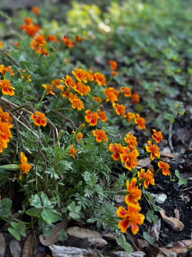 Marigold Flower Seeds – Red, Orange & Yellow Blooms (20+ Seeds)