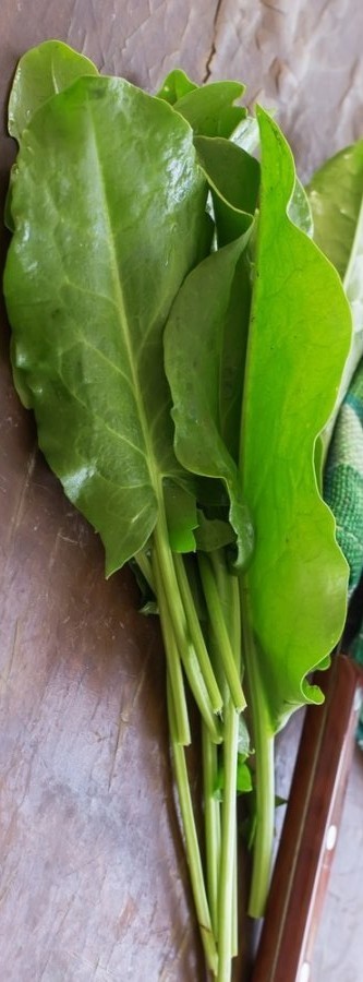 Sorrell, large leaf (Rumex acetosa), organically grown, 100 seeds